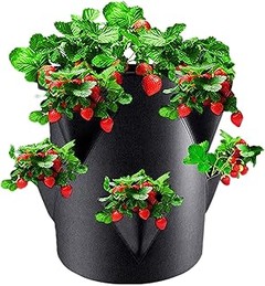 Guía para elegir la mejor maceta para tus fresas