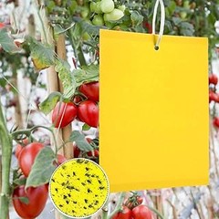 Comparativa de Trampas Cromáticas para el Control de Insectos