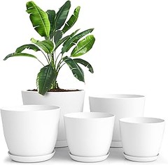 ¿Cuántas plantas se pueden cultivar en una maceta de plástico?