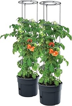 Cuidados esenciales para mantener sanas las macetas de tomates