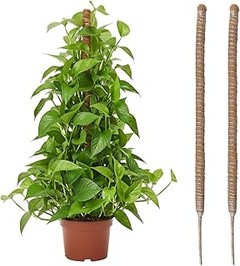 ¿Qué hacer si mi planta no se adapta al tutor?