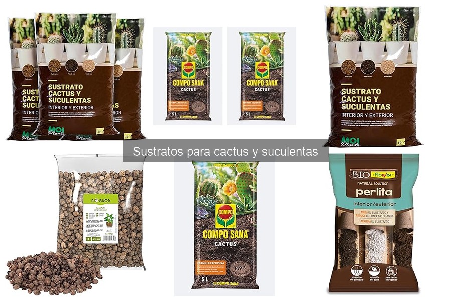 Alternativas al sustrato comercial para cactus y suculentas
