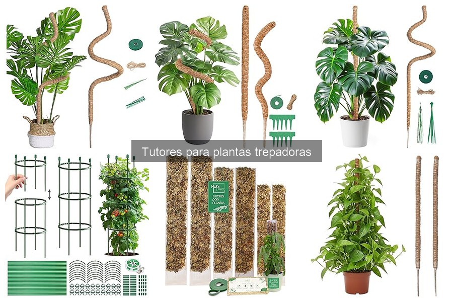 Alternativas innovadoras a tutores para plantas trepadoras