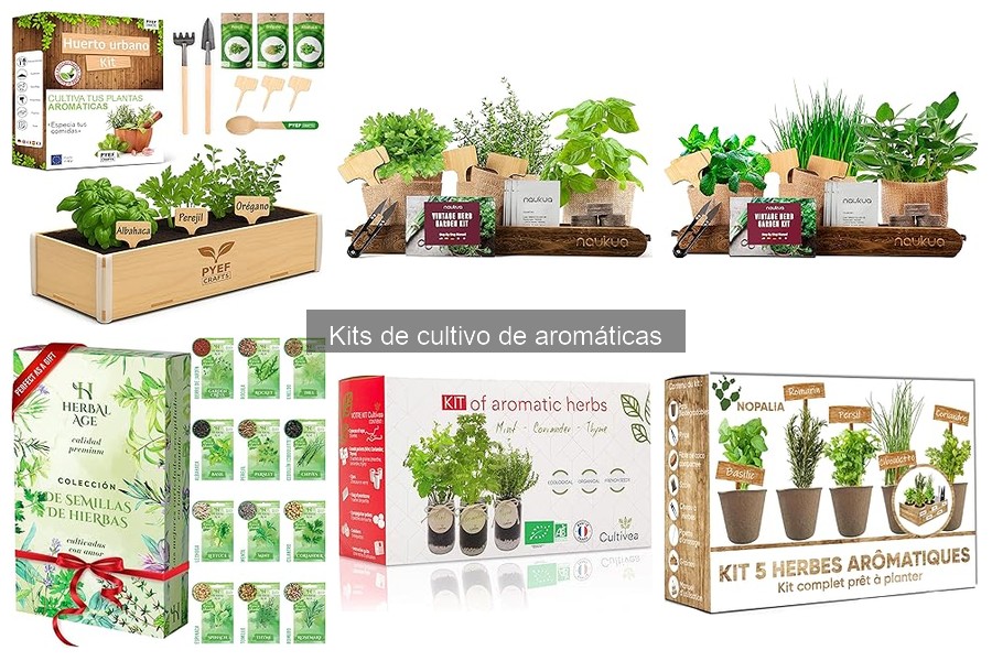 Beneficios de Cultivar Hierbas Aromáticas en Casa