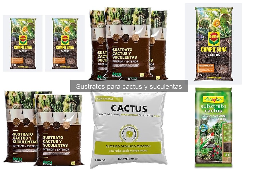 Beneficios de un buen sustrato para suculentas