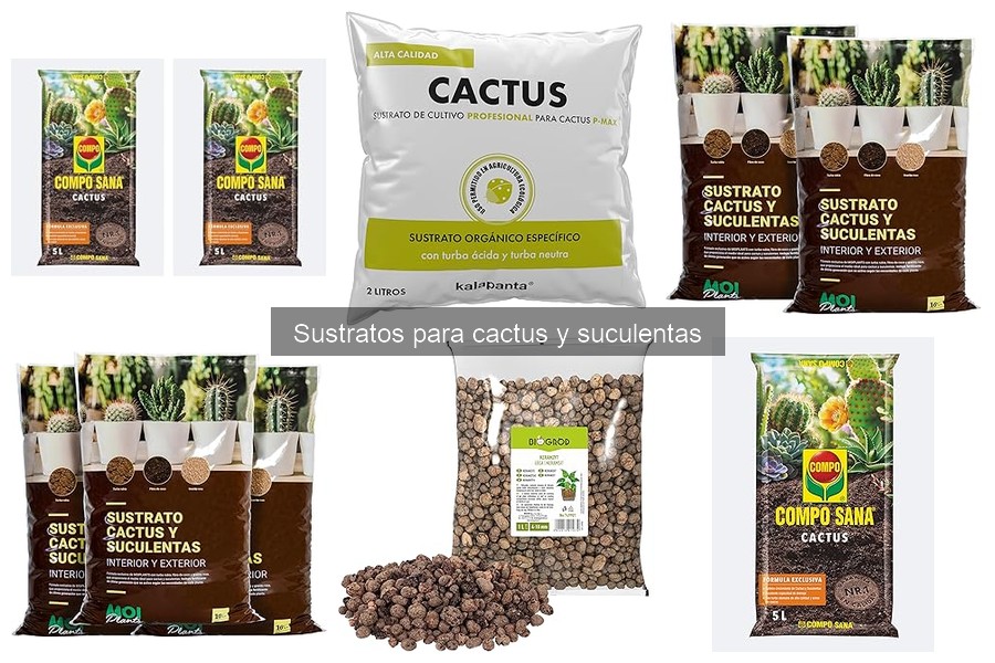 Características del sustrato ideal para suculentas