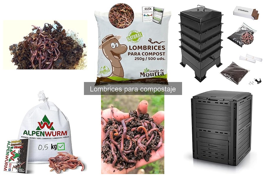 Cómo Cuidar y Alimentar Lombrices de Compostaje Efectivamente