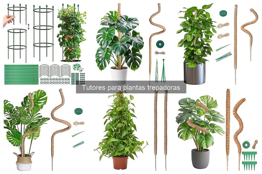 Cómo elegir el tutor ideal para tus plantas trepadoras