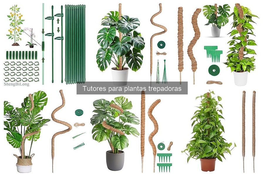 Cómo instalar tutores para plantas trepadoras fácilmente
