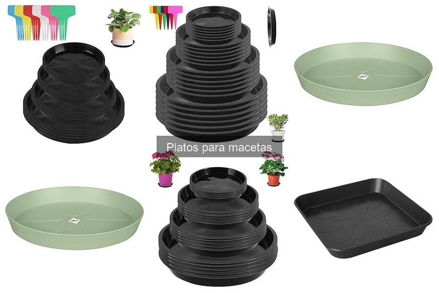 Cómo los platos para macetas influyen en el riego de tus plantas