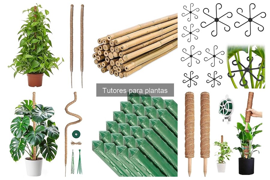Cómo los tutores influyen en el crecimiento de las plantas