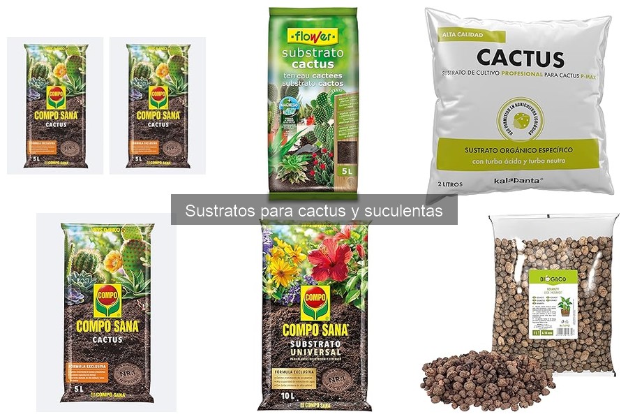 ¿Cómo saber si el sustrato es adecuado para mi cactus?