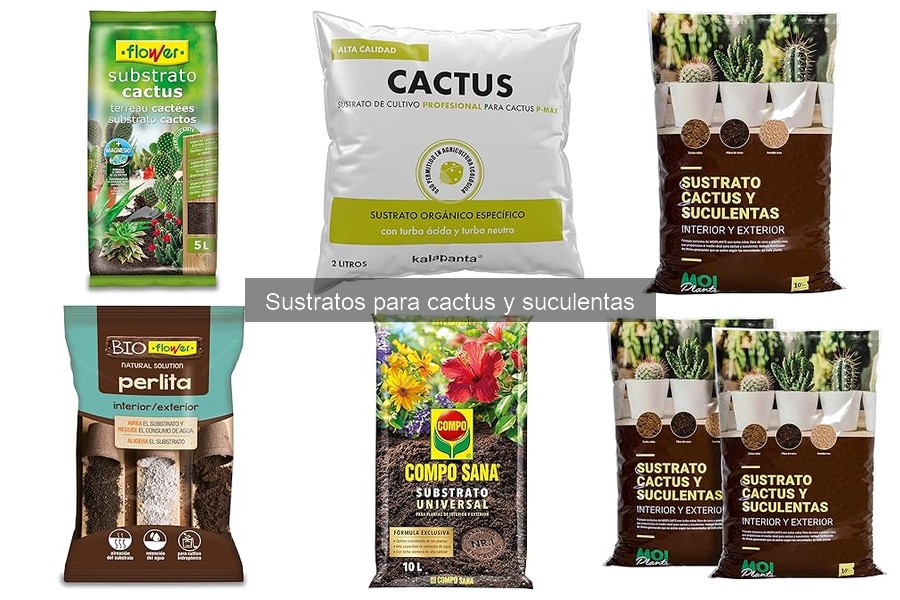 Cómo trasplantar cactus y elegir el sustrato ideal