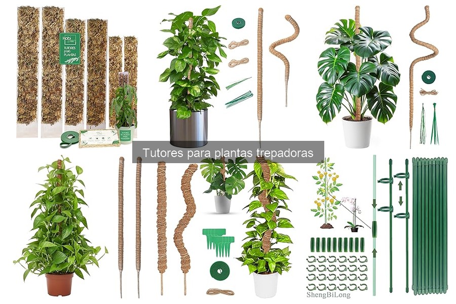 ¿Cuándo instalar tutores en plantas trepadoras? Guía