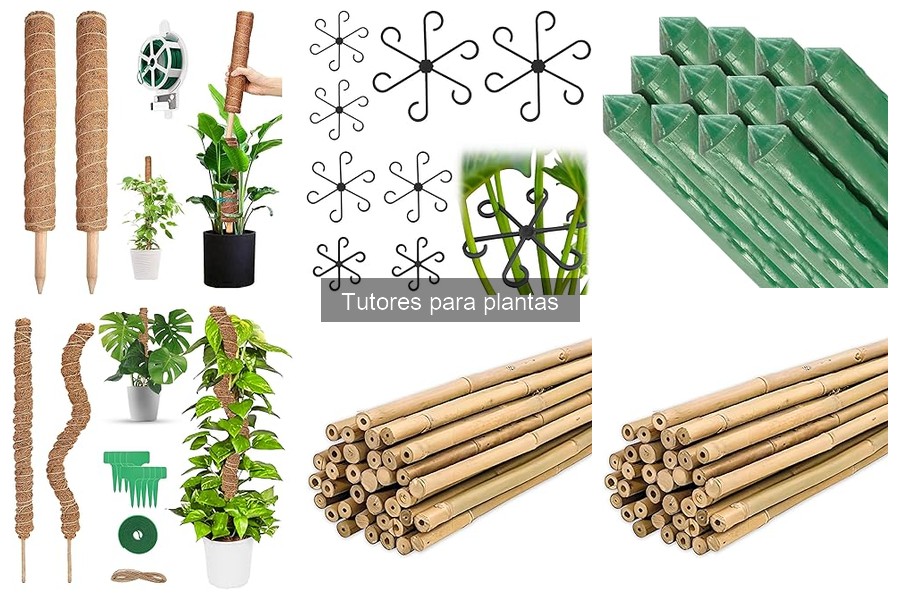 ¿Cuándo usar tutores para plantas? Mejores momentos explicados