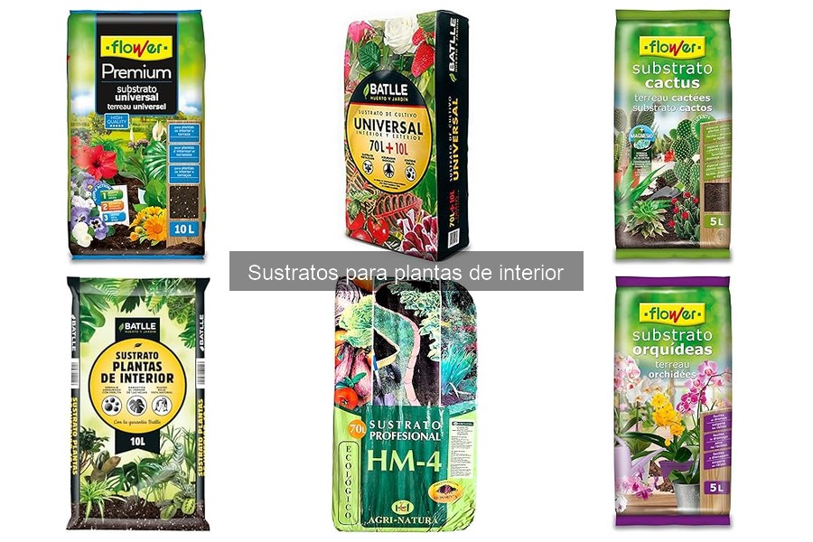 Errores comunes al usar sustratos para plantas de interior