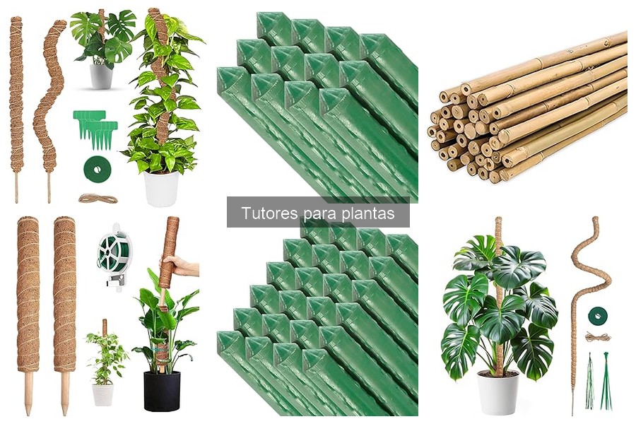 Guía para elegir el tutor ideal para tus plantas