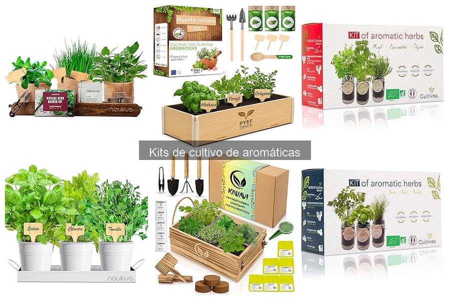 Guía para usar un kit de cultivo de aromáticas en casa