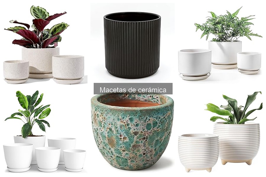 Macetas de cerámica: ¿Cómo impactan el crecimiento de las plantas?