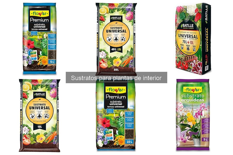 Mantenimiento de sustratos en plantas de interior: guía práctica