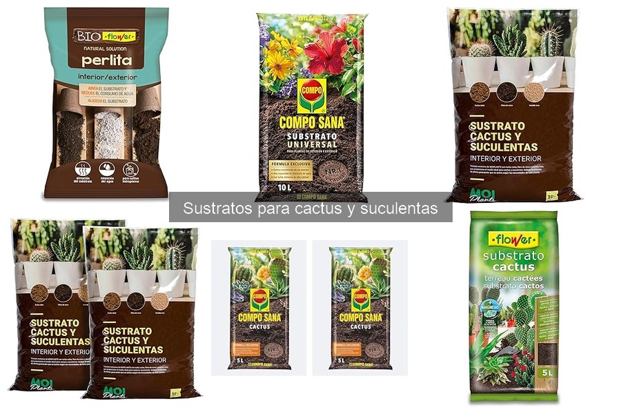 Mejores sustratos para cactus y suculentas: guía completa