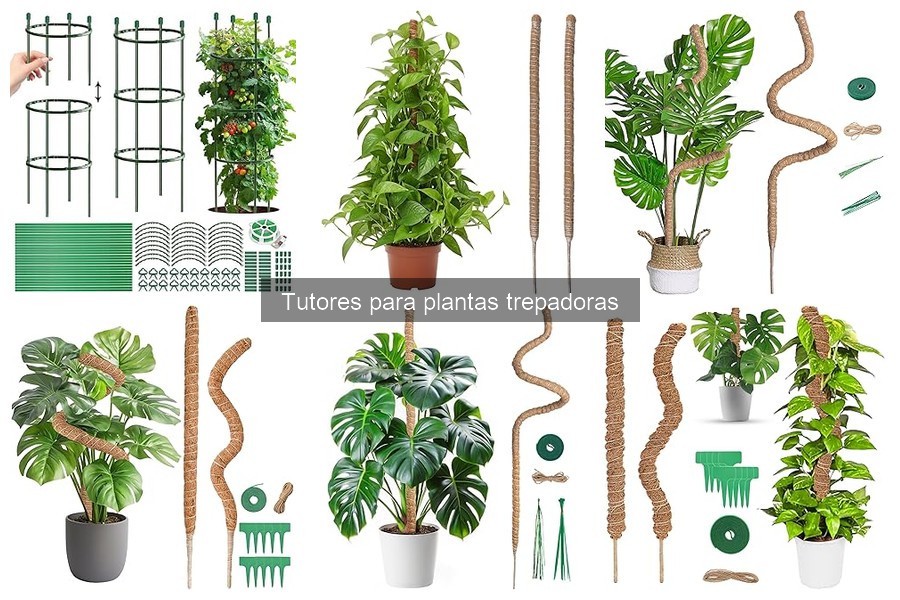 Opiniones sobre los mejores tutores para plantas trepadoras