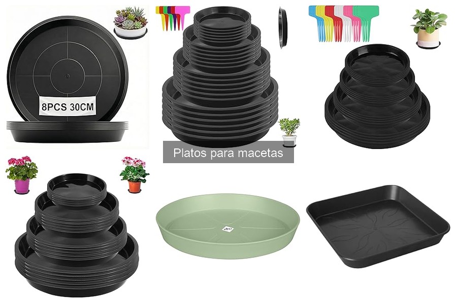 ¿Por qué usar platos para macetas en interiores? Beneficios