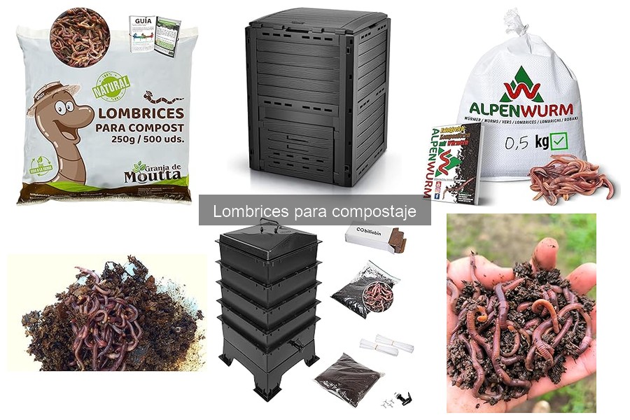 Precios de lombrices para compostaje: ¿Dónde comprarlas?