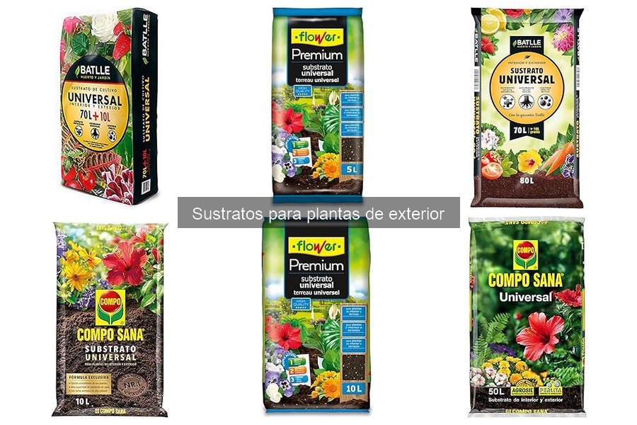 ¿Qué es un sustrato para plantas de exterior? Guía básica