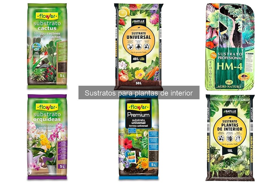 ¿Qué es un sustrato para plantas de interior? Guía básica
