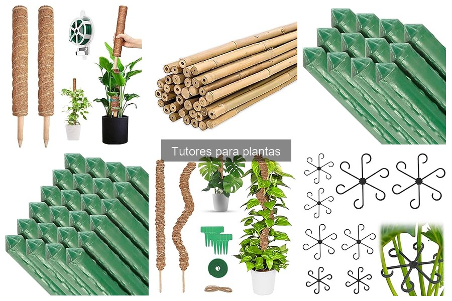 ¿Qué son los tutores para plantas? Guía completa