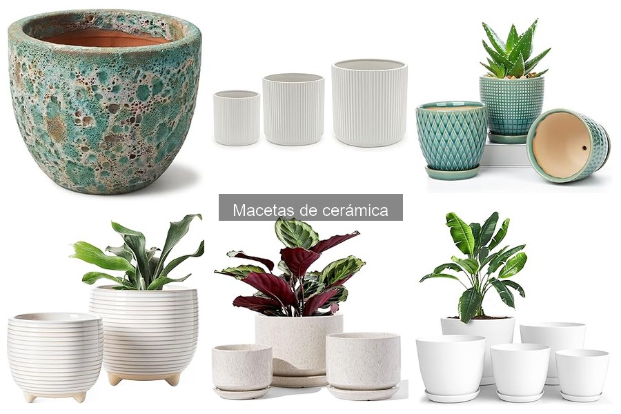 ¿Son aptas las macetas de cerámica para todas las plantas?